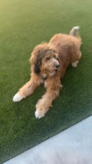 He realized it's $3 Taco Tuesday @ Wahoo's!